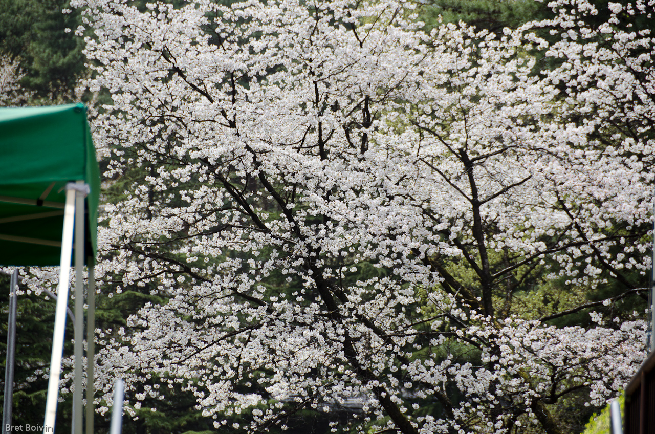 Suntory Hakushu Whisky Distillery